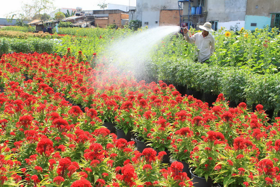 Nông dân làng trồng hoa Quận Gò Vấp chăm sóc hoa chuẩn bị bán trong dịp Tết Ất Mùi 2015. (Ảnh: Phương Vy/TTXVN) 