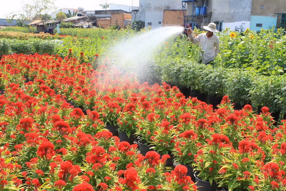 Nông dân làng trồng hoa Quận Gò Vấp chăm sóc hoa chuẩn bị bán trong dịp Tết Ất Mùi 2015. (Ảnh: Phương Vy/TTXVN) 
