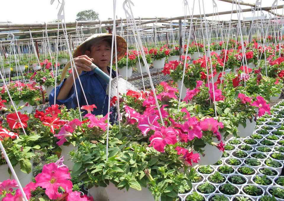 Nông dân làng trồng hoa Quận Gò Vấp chăm sóc hoa chuẩn bị bán trong dịp Tết Ất Mùi 2015. (Ảnh: Phương Vy/TTXVN)