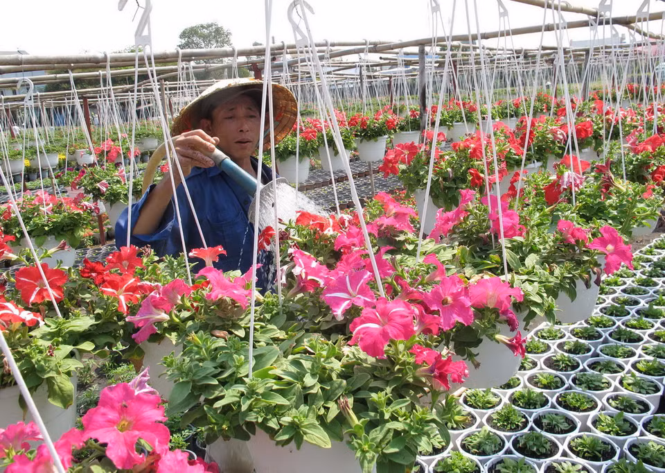 Nông dân làng trồng hoa Quận Gò Vấp chăm sóc hoa chuẩn bị bán trong dịp Tết Ất Mùi 2015. (Ảnh: Phương Vy/TTXVN) 