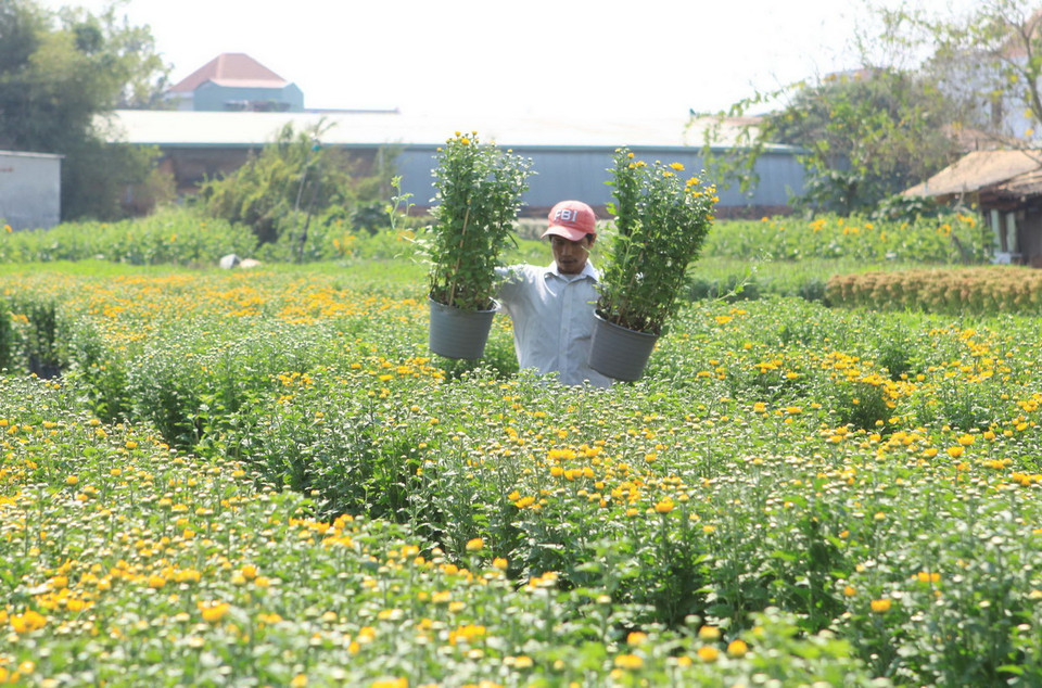 Người dân chọn mua hoa cúc tại vườn hoa Gò Vấp chuẩn bị Tết. (Ảnh: Phương Vy/TTXVN) 