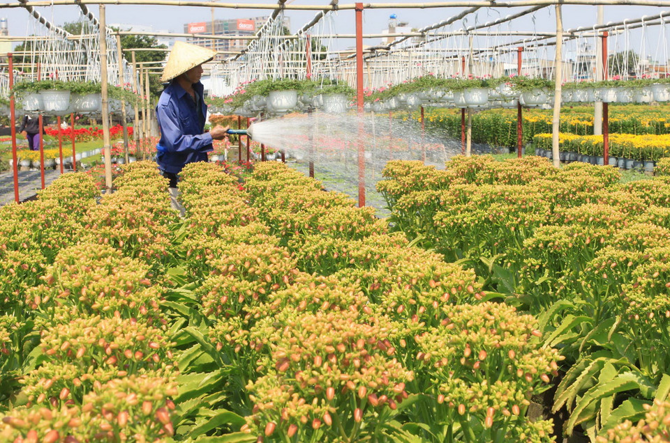 Nông dân làng trồng hoa Quận Gò Vấp chăm sóc hoa chuẩn bị bán trong dịp Tết Ất Mùi 2015. (Ảnh: Phương Vy/TTXVN) 