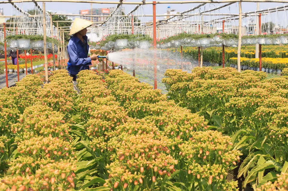Nông dân làng trồng hoa Quận Gò Vấp chăm sóc hoa chuẩn bị bán trong dịp Tết Ất Mùi 2015. (Ảnh: Phương Vy/TTXVN) 