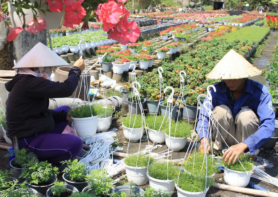 Vào những ngày giáp Tết Ất Mùi 2015, làng hoa Gò Vấp trở nên nhộn nhịp hơn, thương lái, người dân tìm về đây để mua hoa, với đủ loại hoa như hoa hướng dương, hoa mào gà, hoa vạn thọ, hoa cúc, hoa mai, hoa lan. (Ảnh: Phương Vy/TTXVN)