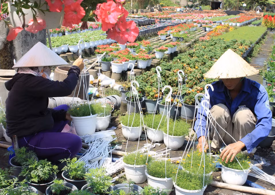 Vào những ngày giáp Tết Ất Mùi 2015, làng hoa Gò Vấp trở nên nhộn nhịp hơn, thương lái, người dân tìm về đây để mua hoa, với đủ loại hoa như hoa hướng dương, hoa mào gà, hoa vạn thọ, hoa cúc, hoa mai, hoa lan. (Ảnh: Phương Vy/TTXVN)