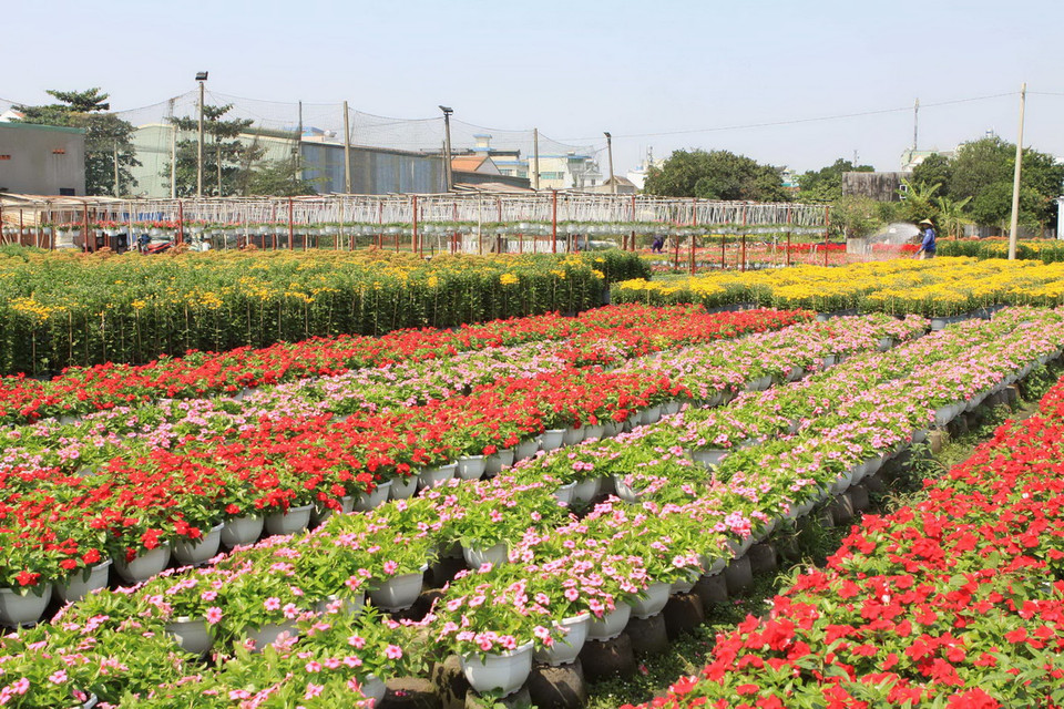 Cùng với hoa kiểng Sa Đéc (Đồng Tháp), hoa Đà Lạt (Lâm Đồng), làng hoa Gò Vấp là một trong ba trung tâm trồng hoa nhiều nhất, cung cấp cho thị trường các tỉnh phía Nam. (Ảnh: Phương Vy/TTXVN)