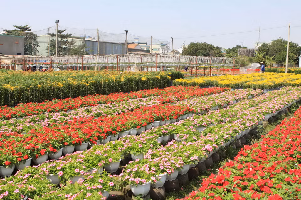 Cùng với hoa kiểng Sa Đéc (Đồng Tháp), hoa Đà Lạt (Lâm Đồng), làng hoa Gò Vấp là một trong ba trung tâm trồng hoa nhiều nhất, cung cấp cho thị trường các tỉnh phía Nam. (Ảnh: Phương Vy/TTXVN) 