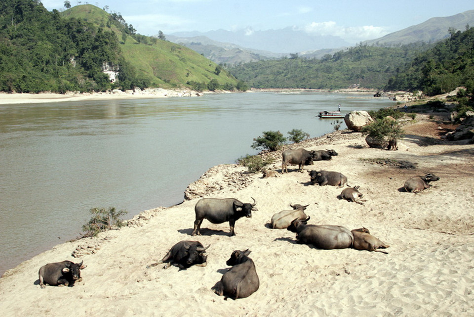 Đàn trâu bên bờ cát sông Đà. (Ảnh: Chính Tới)