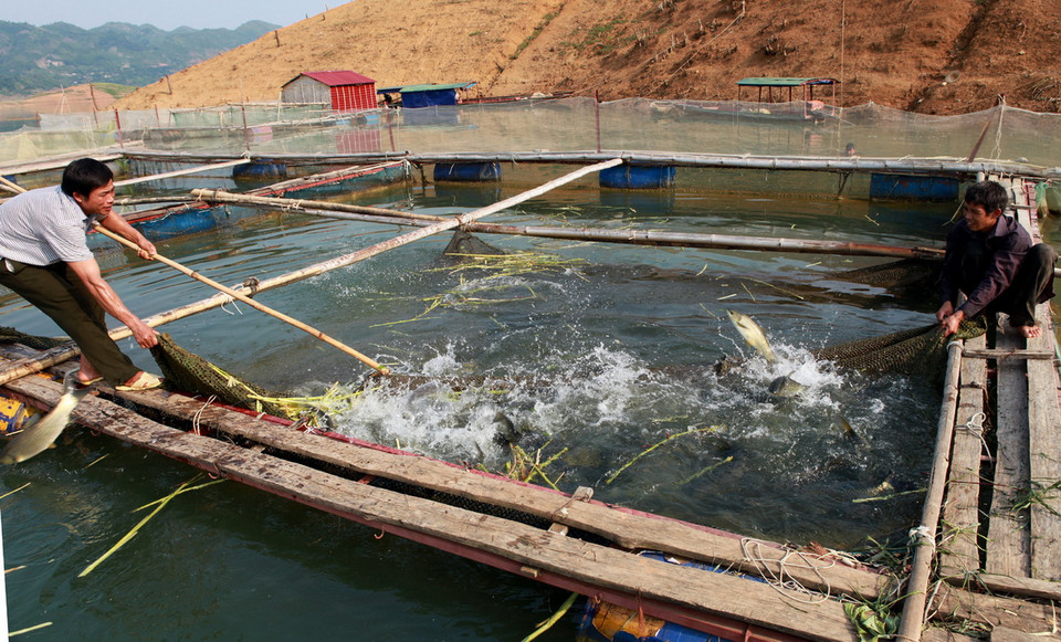 Với diện tích gần 9.000ha, dung tích trên 9 tỷ m3 nước, hồ thủy điện Sơn La đem lại tiềm năng lớn để phát triển nghề cá cho tỉnh Sơn La. (Ảnh: Điêu Chính Tới/TTXVN)