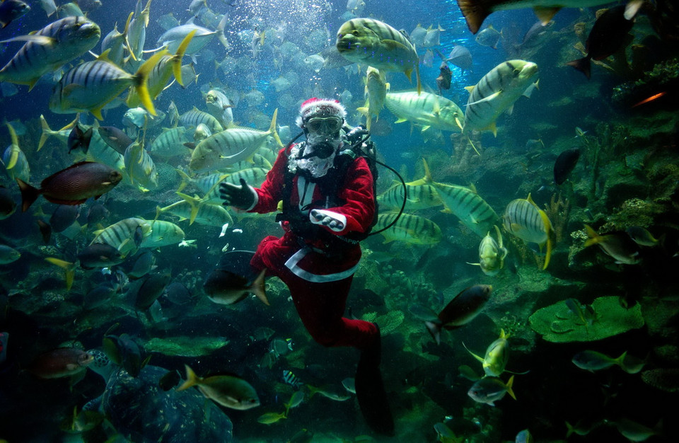 Để đón lễ Giáng sinh đang tới gần, Thủy cung KLCC tại thủ đô Kuala Lumpur, Malaysia tổ chức nhiều chương trình và hoạt động thú vị. (Ảnh: AFP/TTXVN)