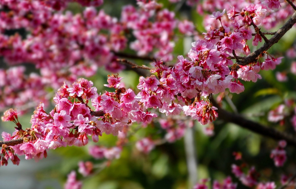 Năm 2006, hoa anh đào Higan Sakura (Nhật Bản) được trồng tại đảo hoa giữa lòng hồ Pá Khoang, Điện Biên. (Ảnh: Xuân Tư/TTXVN)