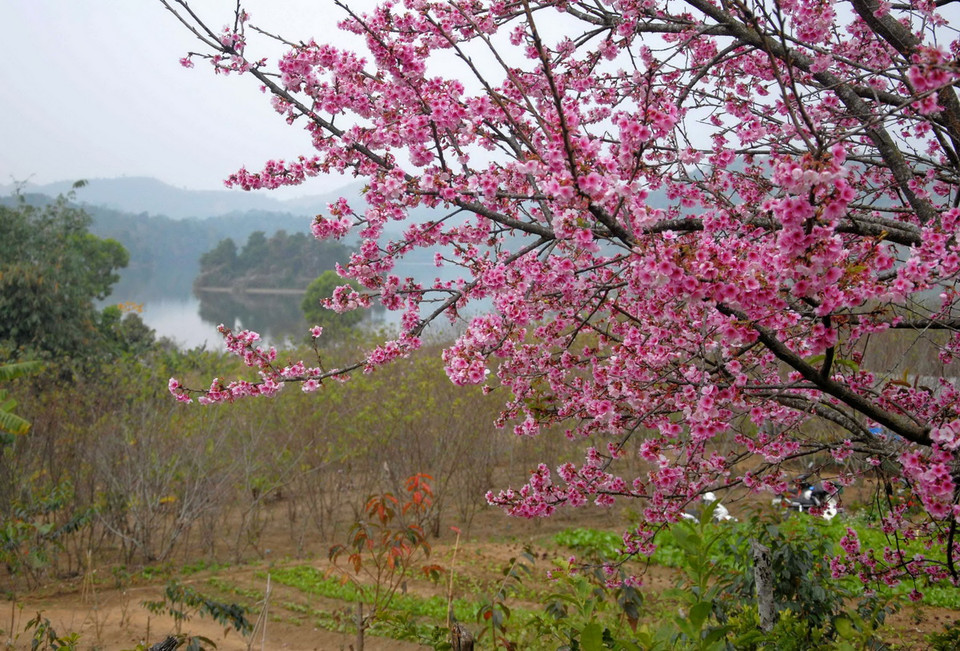 Hoa anh đào Higan Sakura (Nhật Bản) rực rỡ. (Ảnh: Xuân Tư/TTXVN)