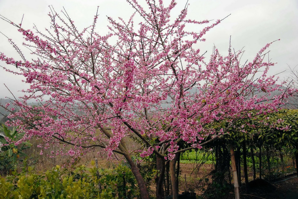 Hoa anh đào Higan Sakura (Nhật Bản) rực rỡ. (Ảnh: Xuân Tư/TTXVN)