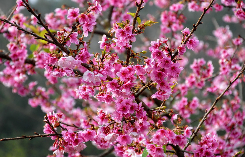 Anh đào Sakura rực rỡ giữa lòng hồ Pá Khoang, Điện Biên. (Ảnh: Xuân Tư/TTXVN)