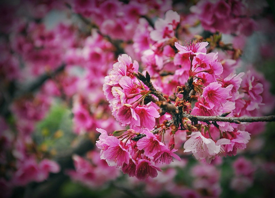  Đến nay, đã có gần 1.000 cây anh đào nở hoa mỗi dịp Tết Dương lịch, thu hút hàng nghìn lượt khách du lịch. (Ảnh: Xuân Tư/TTXVN)