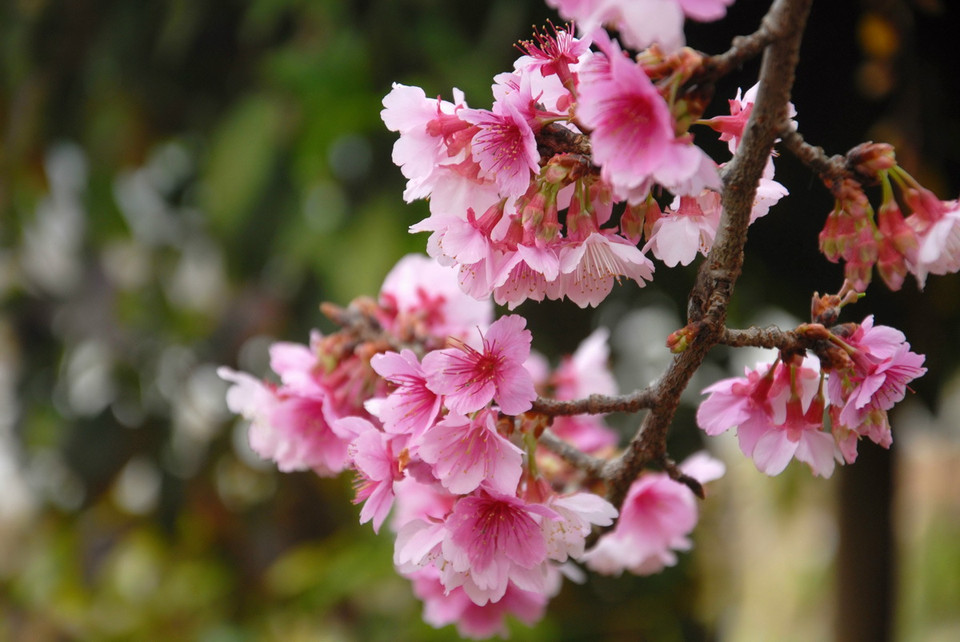 Anh đào Sakura rực rỡ giữa lòng hồ Pá Khoang, Điện Biên. (Ảnh: Xuân Tư/TTXVN)