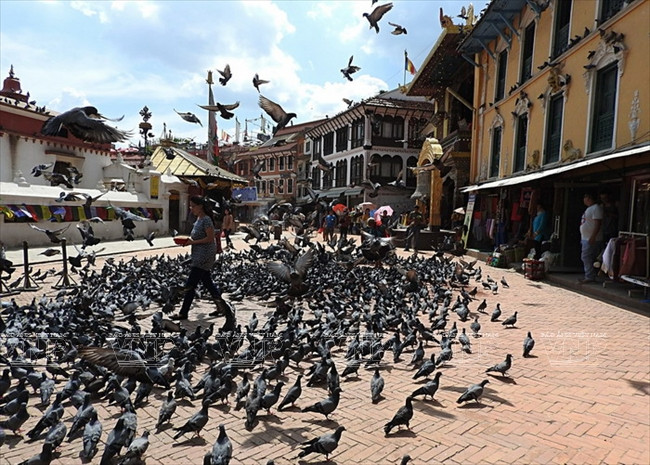 Hàng ngàn con chim bồ câu đậu kín lối đi trên các đường phố. (Nguồn: Báo ảnh Việt Nam)