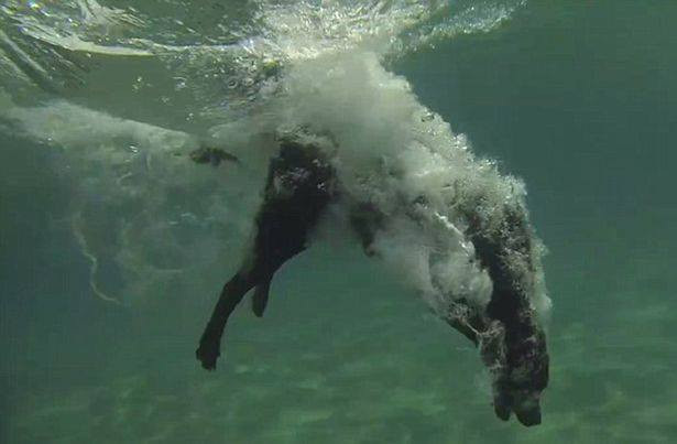 Lila đang sống cùng chủ là Alex Schulze tại Nam Florida, Mỹ. (Nguồn: CCTV)