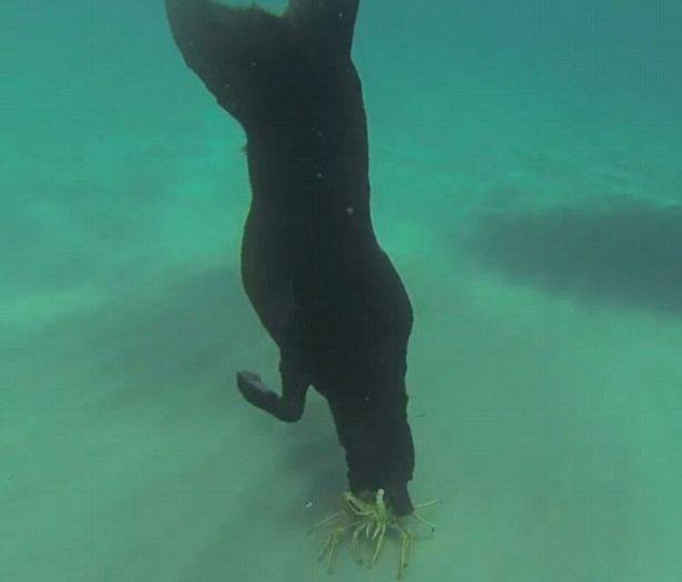 Ngoài khả năng bơi lội tốt, labrador còn là một giống chó rất thông minh. (Nguồn: CCTV)