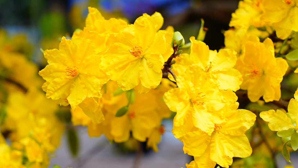 Hội chính thức khai mạc ngày 3 tháng 2 năm 2016 và kéo dài đến ngày 14 tháng 2 năm 2016.(Ảnh: Vietnam+)