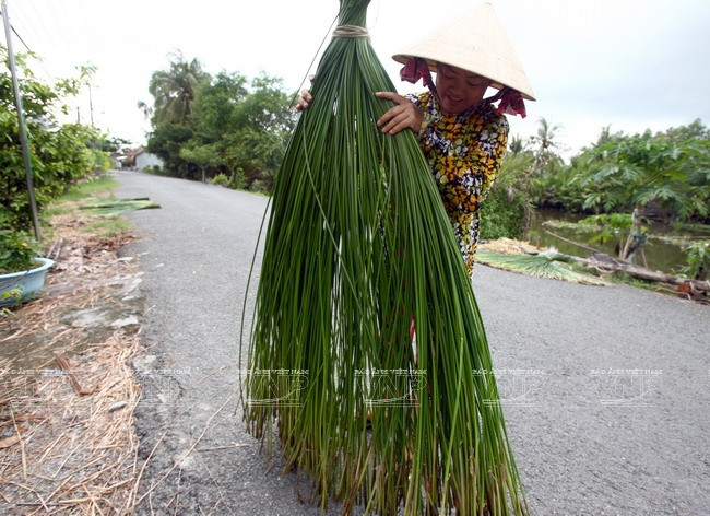 Vào làng nghề dệt chiếu truyền thống Ngan Dừa, ấn tượng đầu tiên là hai bên đường phơi toàn là lác và cả những chiếc chiếu mới tinh còn thơm mùi lác.