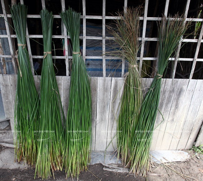 Những bó lác nguyên liệu sử dụng để dệt chiếu.