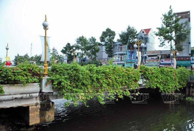 Những giàn cây leo phủ xanh trên một cây cầu bắc qua dòng kênh. (Ảnh: Nguyễn Luân)