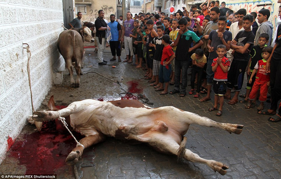 Người Hồi giáo ở Rafah, Gaza giết bò để thực hiện nghi lễ hiến sinh Eid al-Adha. (Ảnh: APA)