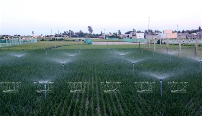 Điện giúp dân đảm bảo việc tưới tiêu cho hơn 300ha hành, tỏi trên đảo. (Ảnh: Thông Thiện)