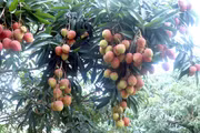 Vải lai Phù Cừ có vị ngọt thanh. (Ảnh: Đinh Văn Nhiều/TTXVN)