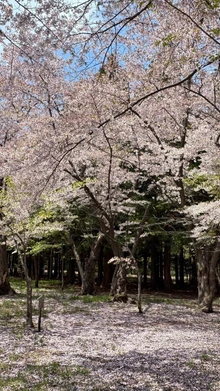 Nhật Bản: Hoa mận nở rộ ở Hokkaido