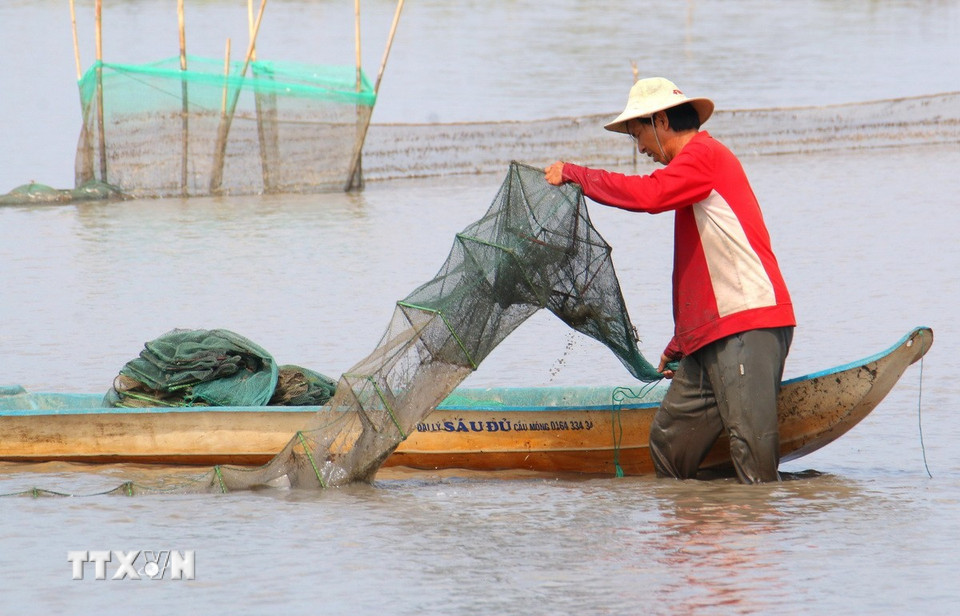 Thu hoạch cá ruộng đợt cuối tại xã Vị Thanh 1, thành phố Cần Thơ. (Ảnh: Duy Khương/TTXVN)