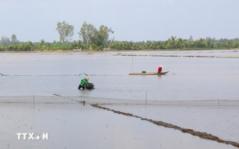Thu hoạch cá ruộng đợt cuối tại xã Vị Thanh 1, thành phố Cần Thơ. (Ảnh: Duy Khương/TTXVN)