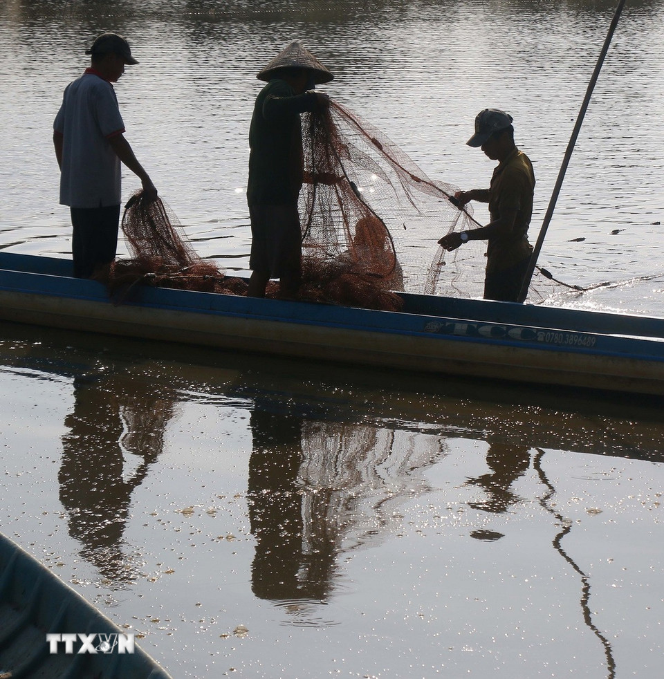 Thu hoạch cá ruộng đợt cuối tại xã Vị Thanh 1, thành phố Cần Thơ. (Ảnh: Duy Khương/TTXVN)
