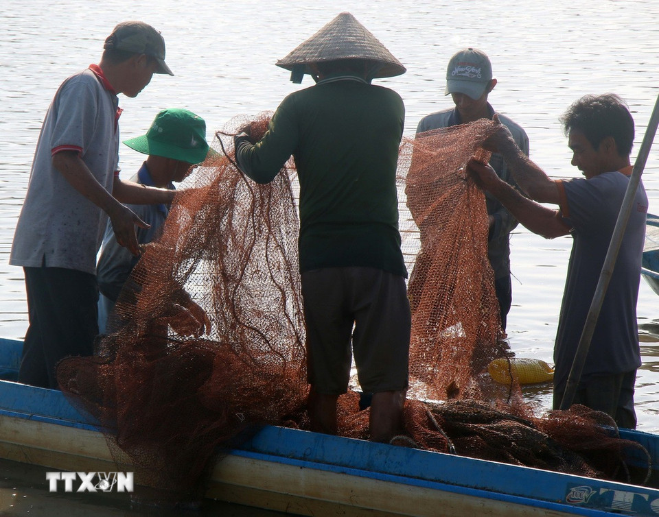 Thu hoạch cá ruộng đợt cuối tại xã Vị Thanh 1, thành phố Cần Thơ. (Ảnh: Duy Khương/TTXVN)