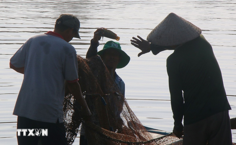 Thu hoạch cá ruộng đợt cuối tại xã Vị Thanh 1, thành phố Cần Thơ. (Ảnh: Duy Khương/TTXVN)