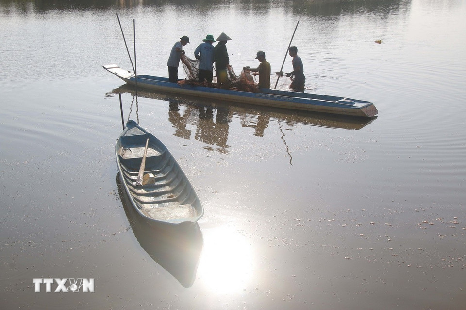 Thu hoạch cá ruộng đợt cuối tại xã Vị Thanh 1, thành phố Cần Thơ. (Ảnh: Duy Khương/TTXVN)