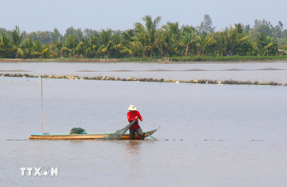 Thu hoạch cá ruộng đợt cuối tại xã Vị Thanh 1, thành phố Cần Thơ. (Ảnh: Duy Khương/TTXVN)