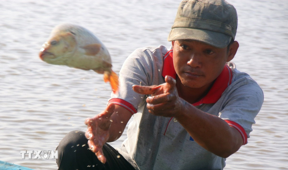 Thu hoạch cá ruộng đợt cuối tại xã Vị Thanh 1, thành phố Cần Thơ. (Ảnh: Duy Khương/TTXVN)