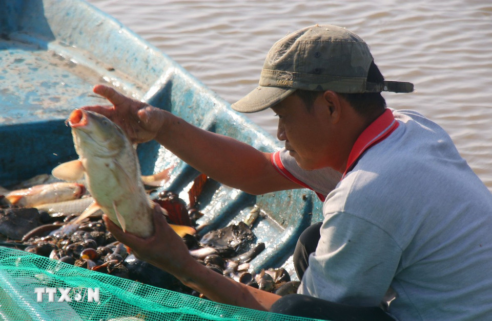 Đến nay, một số cánh đồng nuôi cá ruộng mùa lũ 2025 còn lại đang được nông dân Cần Thơ gấp rút thu hoạch cá đợt cuối để chuẩn bị xuống giống vụ lúa Đông Xuân 2025-2026. Vụ lúa Thu Đông 2025 tại thành phố Cần Thơ, nhiều nơi nông dân không sản xuất lúa mà tận dụng nước lũ nuôi cá ruộng, như cánh đồng các xã Vị Thủy, Vị Thanh 1, Vĩnh Viễn, Lương Tâm, Xà Phiên... (Ảnh: Duy Khương/TTXVN)