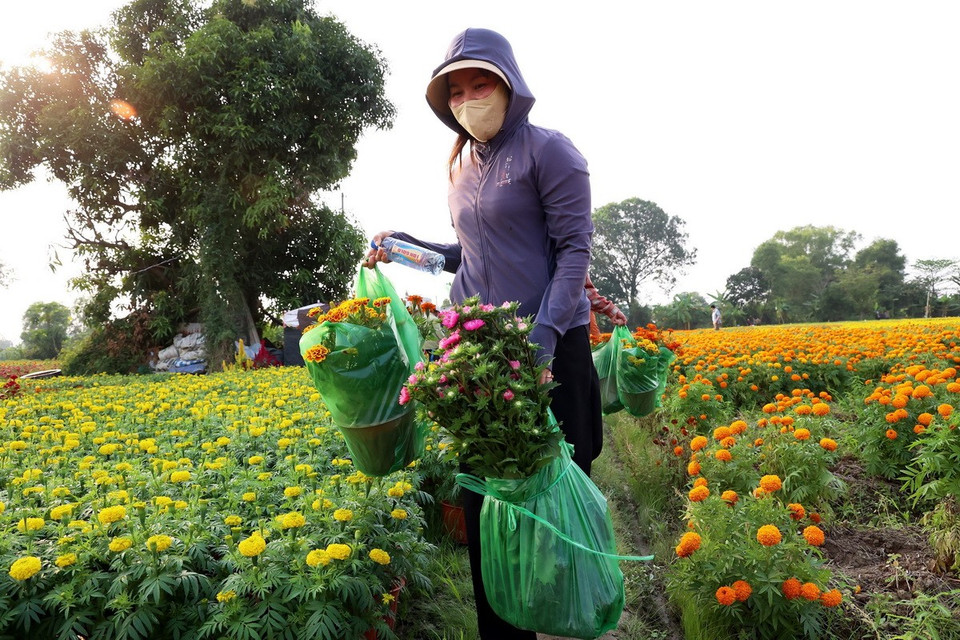 Thu hoạch hoa ở làng hoa Tân Ba, phường Thái Hòa, thành phố Tân Uyên, tỉnh Bình Dương. (Ảnh: Hồng Đạt/TTXVN)