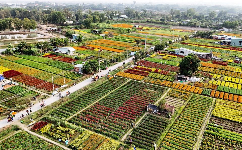 Những bó hoa được vận chuyển từ cánh đồng hoa Tân Ba để giao trực tiếp cho khách hàng. (Ảnh: Hồng Đạt/TTXVN)