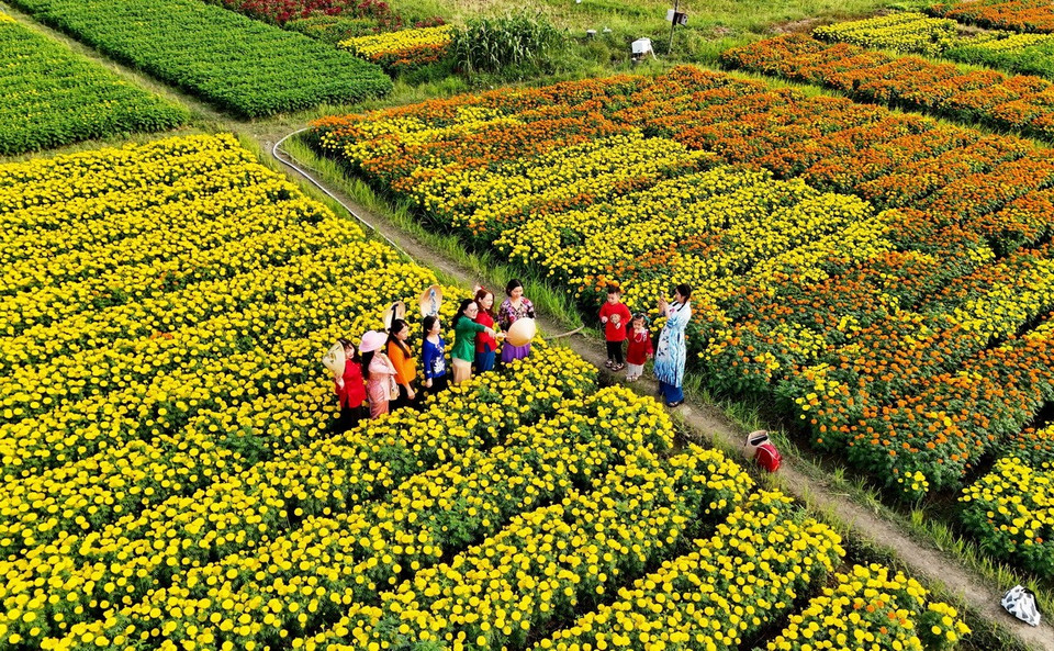 Khách mua hoa ngay trên cánh đồng hoa Tân Ba. (Ảnh: Hồng Đạt/TTXVN)