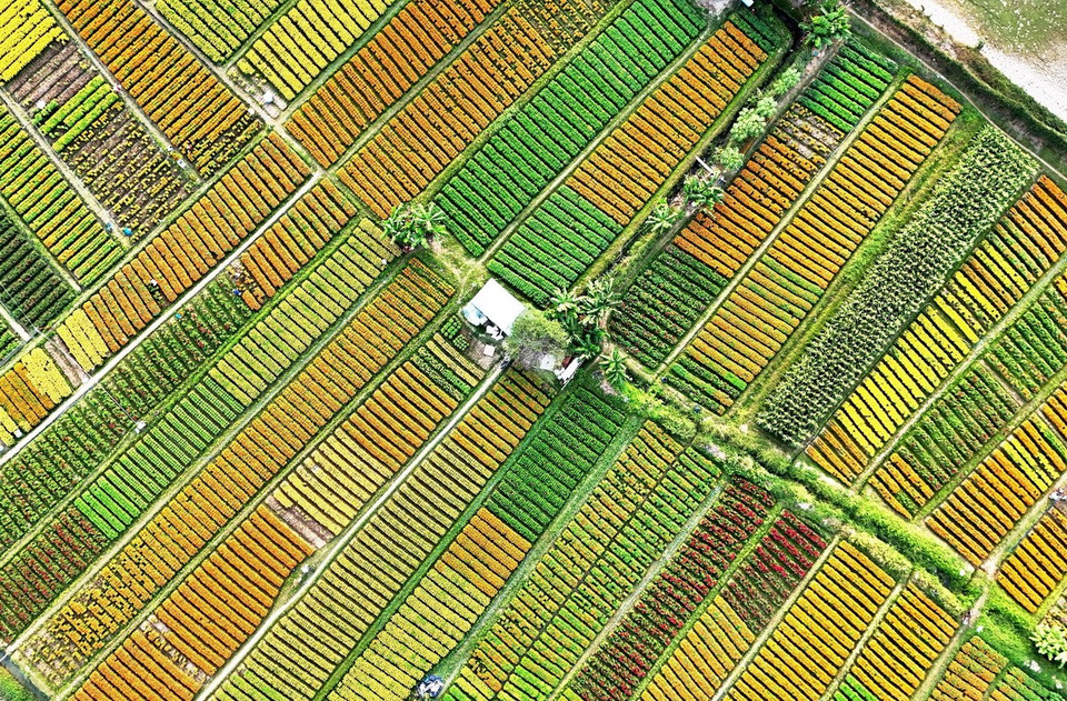 Tết Nguyên đán Ất Tỵ 2025 đang đến rất gần, người trồng hoa nơi đây đang khẩn trương thu hoạch, chuẩn bị hoa Tết để giao đi khắp các vùng lân cận, phục vụ nhu cầu của người dân. (Ảnh: Hồng Đạt/TTXVN)