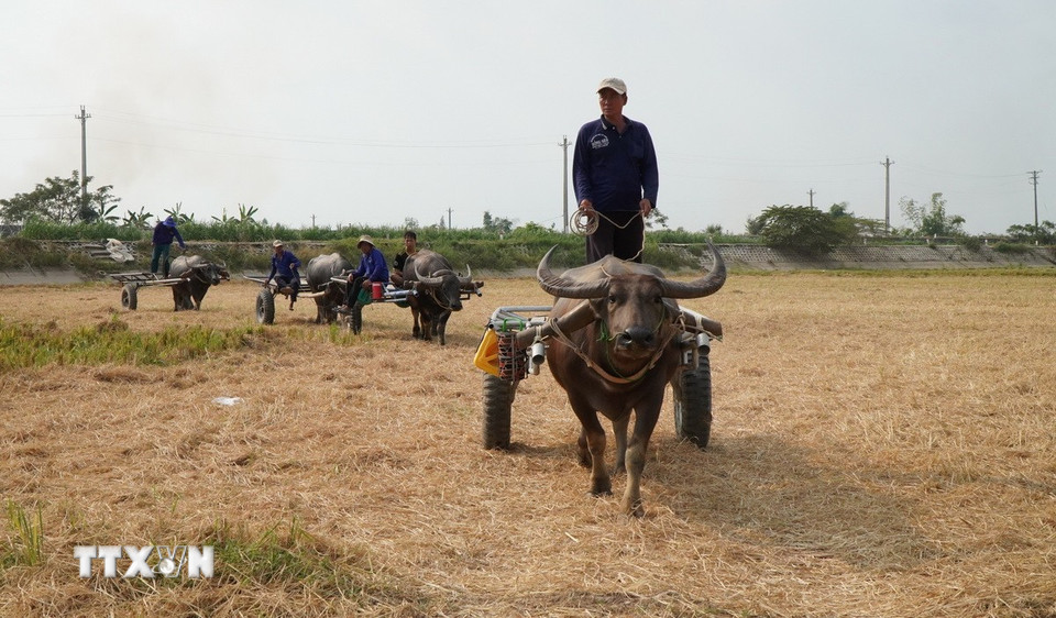 Đàn trâu kéo lúa trên cánh đồng ở xã biên giới Thường Phước 1, huyện Hồng Ngự (Đồng Tháp). (Ảnh: Nhựt An/TTXVN)