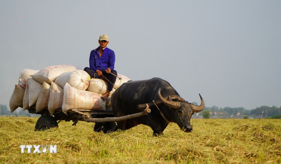 Tùy vào chiều dài quãng đường, tiền công vận chuyển mỗi bao lúa từ đồng ruộng đến điểm tập kết từ 7.000 - 10.000 đồng. (Ảnh: Nhựt An/TTXVN)