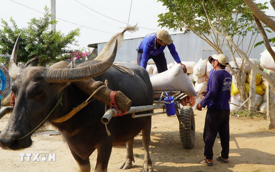 Trâu kéo xe lúa về điểm tập kết. (Ảnh: Nhựt An/TTXVN)