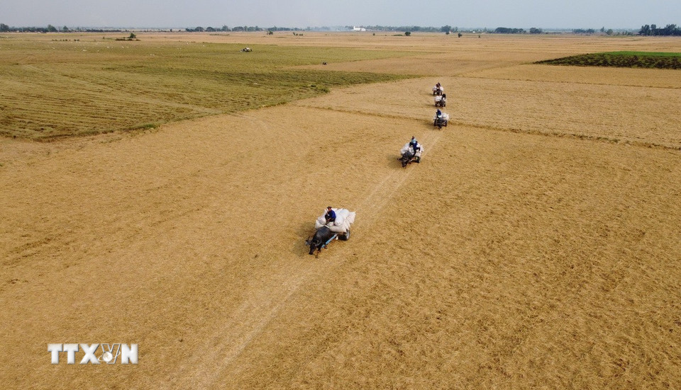 Xe trâu kéo lúa trên cánh đồng ở xã biên giới Thường Phước 1, huyện Hồng Ngự (Đồng Tháp). (Ảnh: Nhựt An/TTXVN)