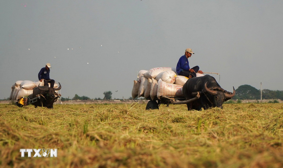 Mỗi xe trâu có thể kéo trung bình 15 bao lúa/chuyến. (Ảnh: Nhựt An/TTXVN)