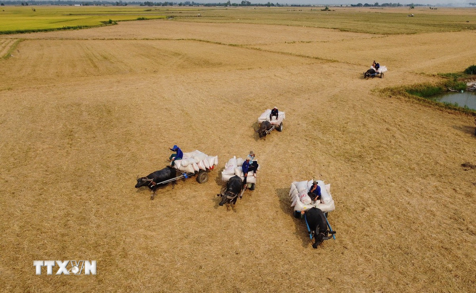 Cánh đồng lúa Đông Xuân ở xã biên giới Thường Phước 1, huyện Hồng Ngự, tỉnh Đồng Tháp đang vào mùa thu hoạch. Đây cũng là lúc hoạt động kéo lúa bằng xe trâu trở nên nhộn nhịp, tạo nên bức tranh sinh động của ngày mùa. Mỗi xe trâu có thể kéo trung bình 15 bao lúa/chuyến và kéo nhiều chuyến trong ngày. (Ảnh: Nhựt An/TTXVN)